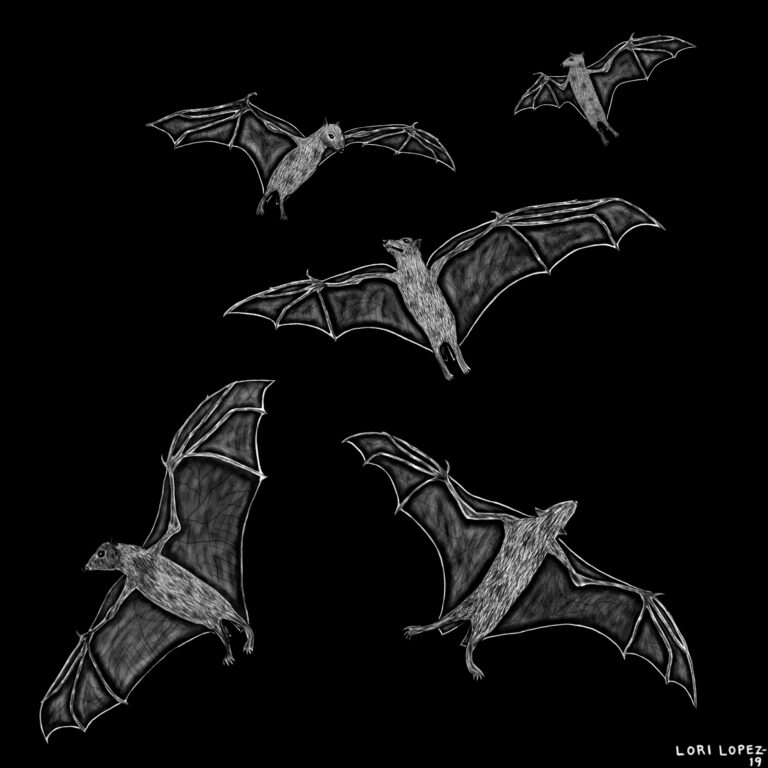 Read more about the article Illustration: Birds Of Night