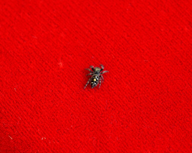 2018 O.C. Children's Book Festival - Spider On Red Velvet Table Cloth