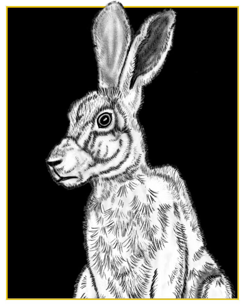 Zinfandel From The Queen Of Hats Book